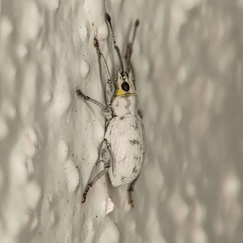 Sri Lanka Weevil (3)