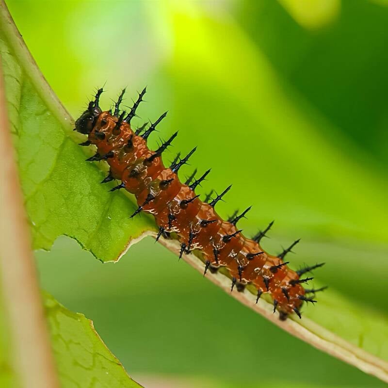 Gulf Fritillary (5)