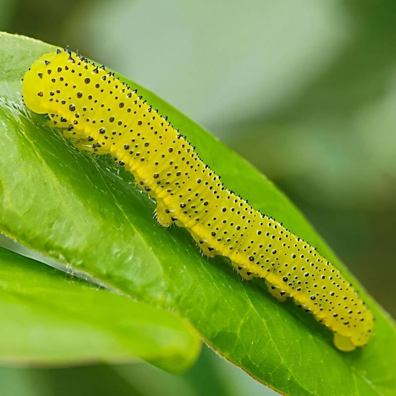 Cloudless Sulphur (2)
