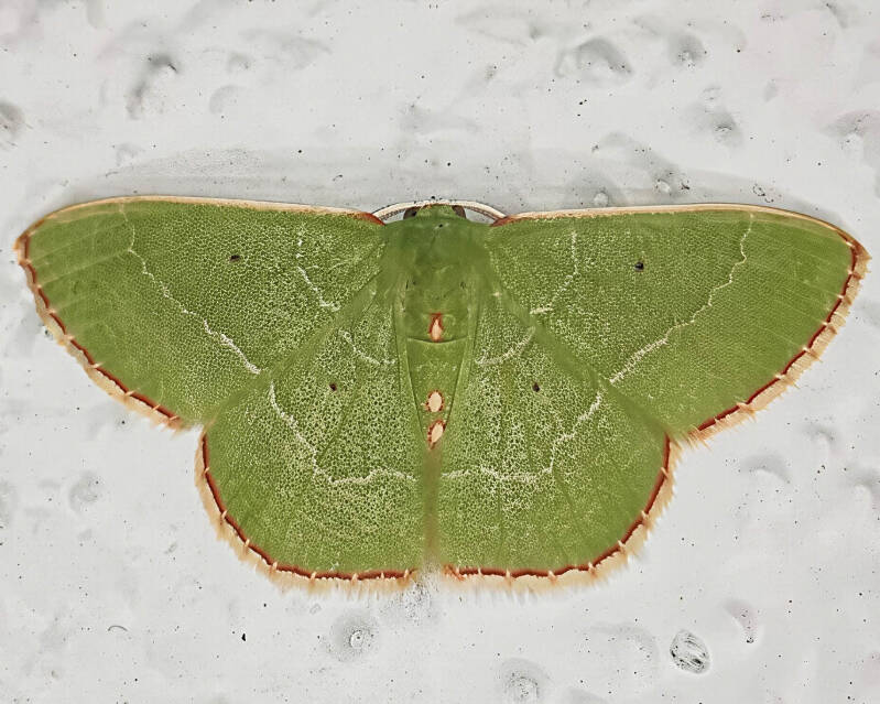 Red-Bordered Emerald (1)