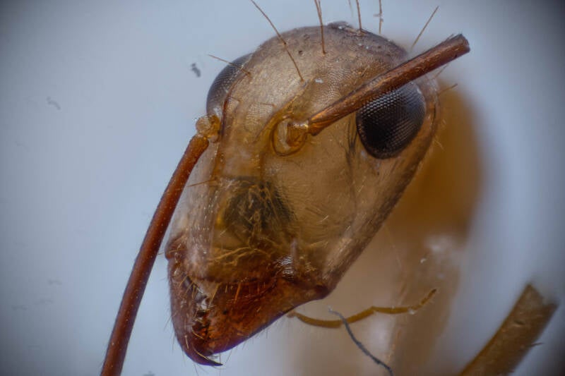 Ant (2)
