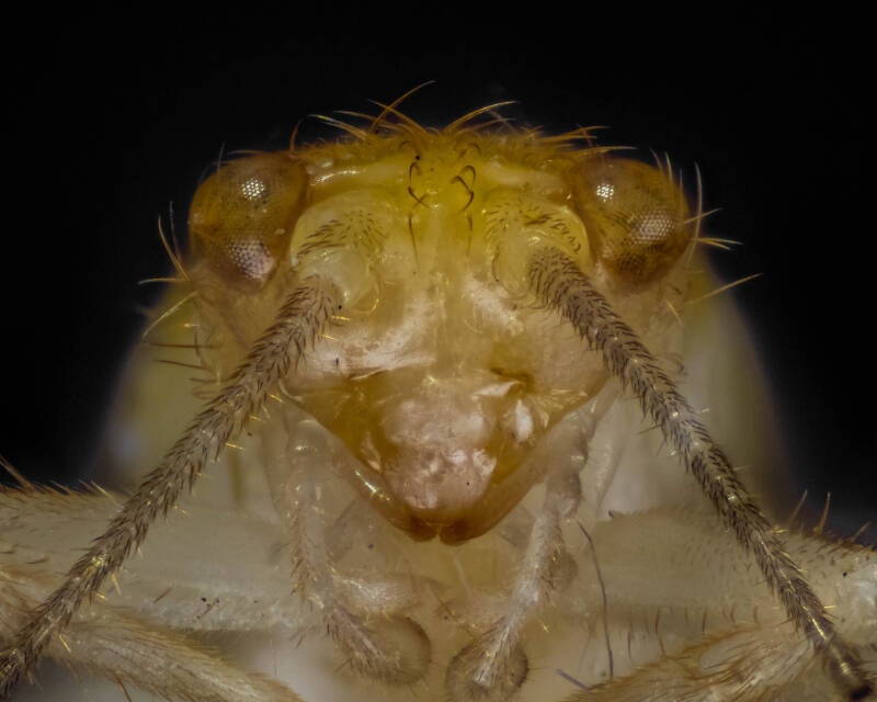 Katydid (2)