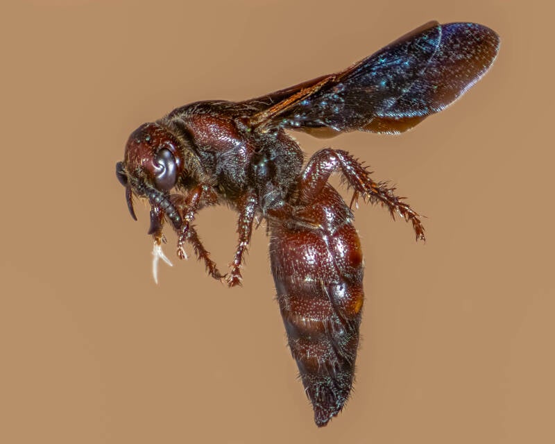 Noble Scoliid Wasp (5)