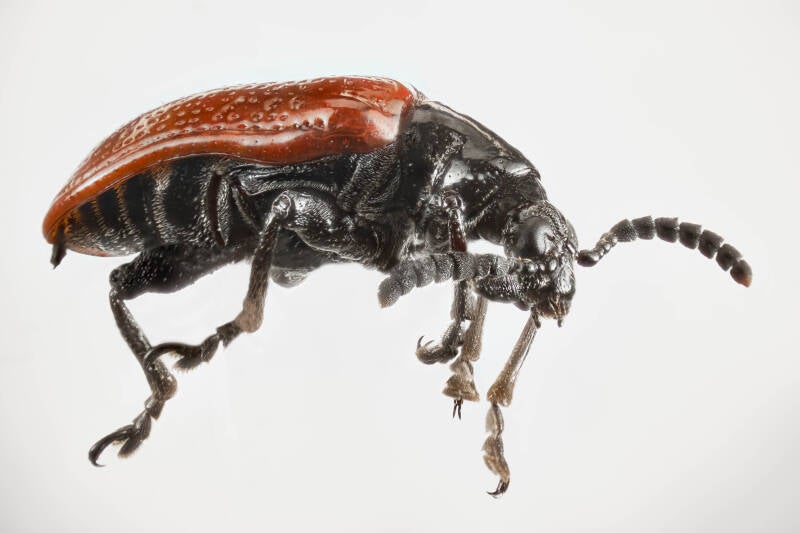 L. cheni Air Potato Leaf Beetle (4)