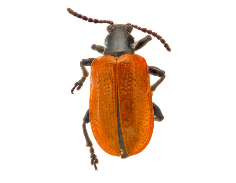 L. cheni Air Potato Leaf Beetle (3)
