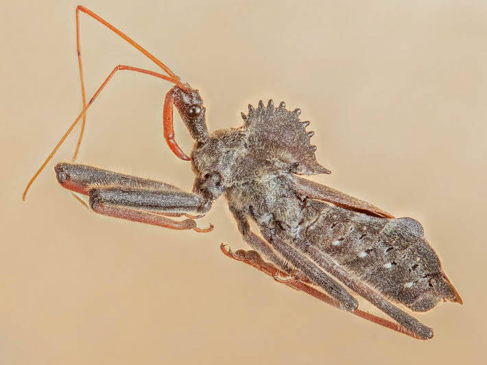 Pin-Wheel Assassin Bug (1)