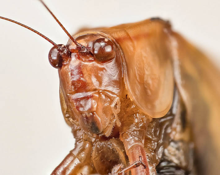 Katydid (1)