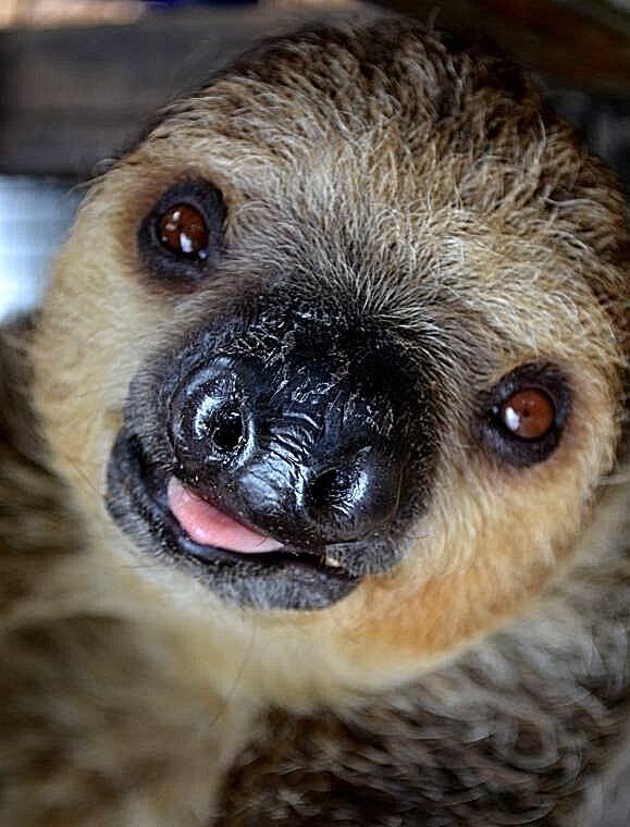 Two-Toed Sloth