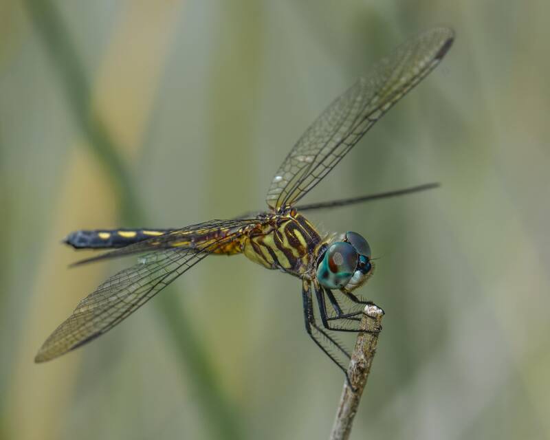 Blue Dasher (2)