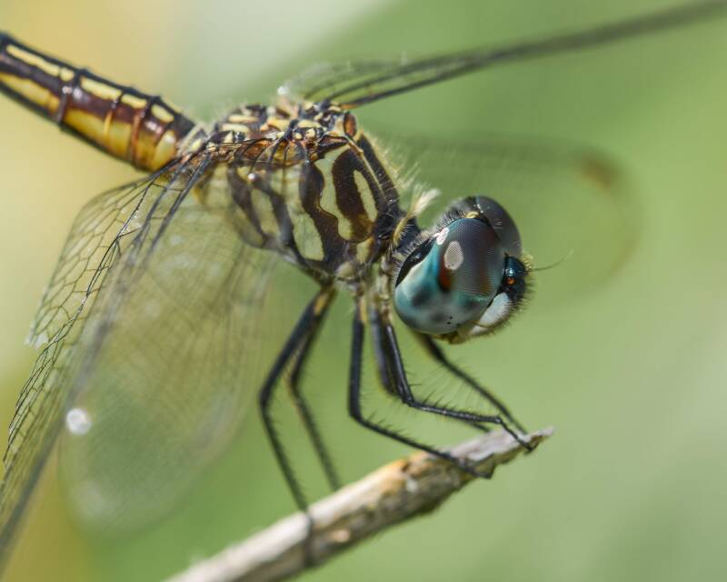 Blue Dasher (3)