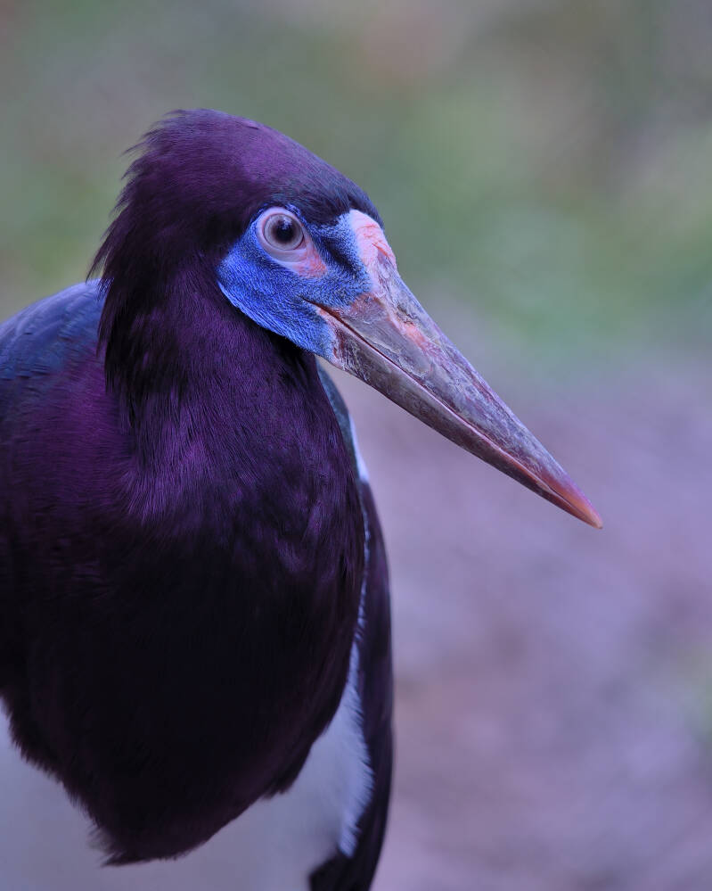 Abdim's Stork (1)