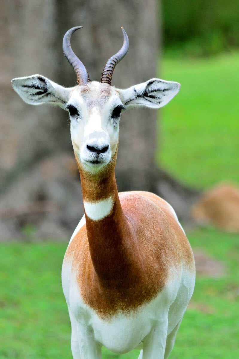 Addra Gazelle (1)