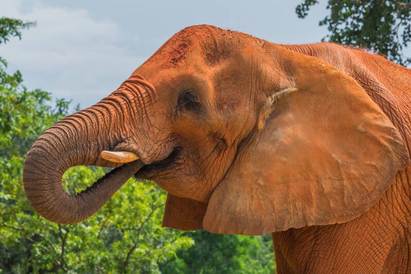 African Elephant (1)