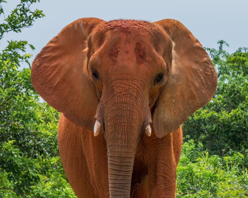 African Elelphant (2)