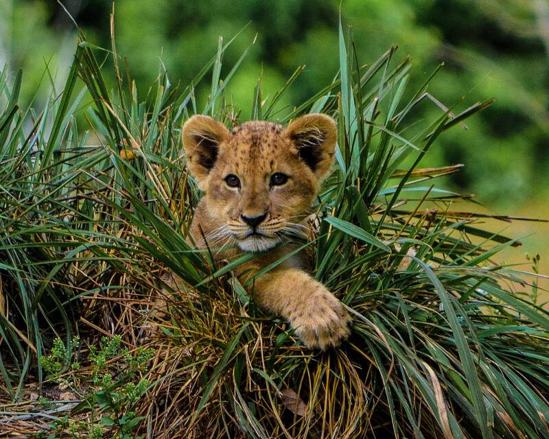 African Lion (1)