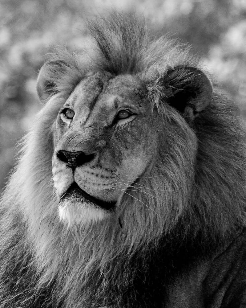 African Lion (3)