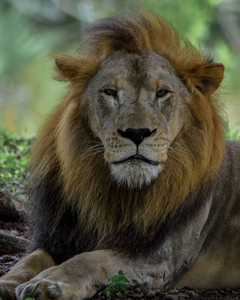 African Lion (4)