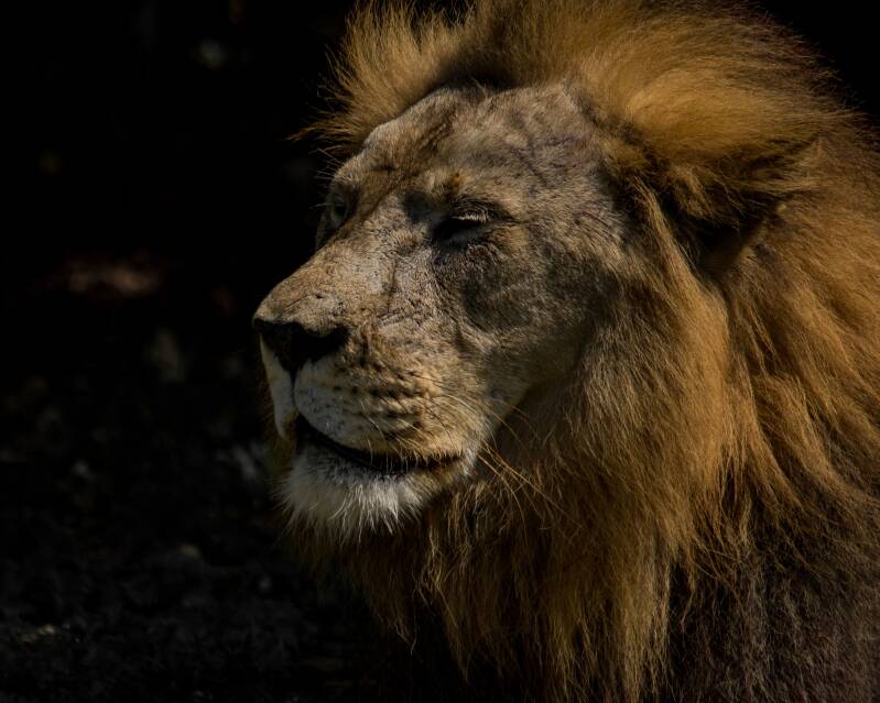 African Lion (6)