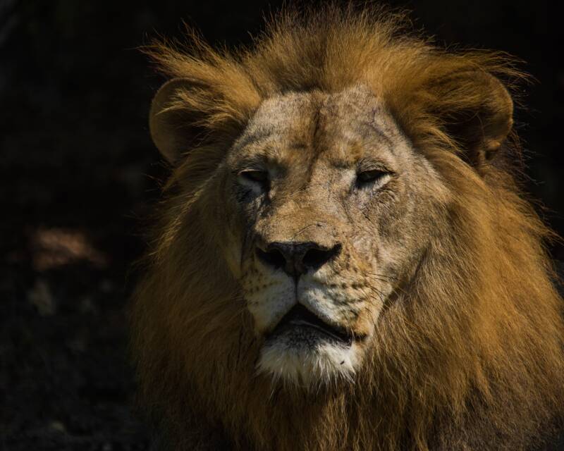 African Lion (7)