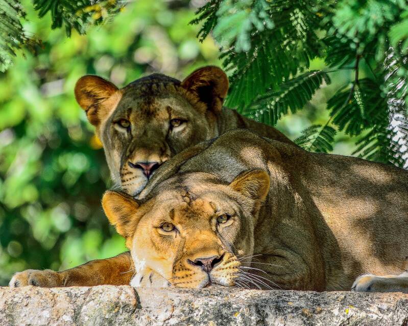 African Lion (5)