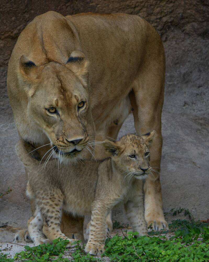 African Lion (2)