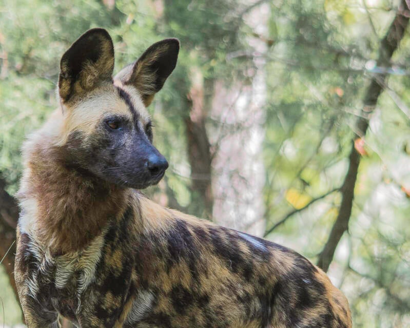 African Painted Dog (4)