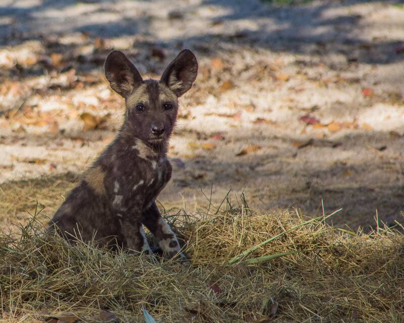 African Painted Dog (3)