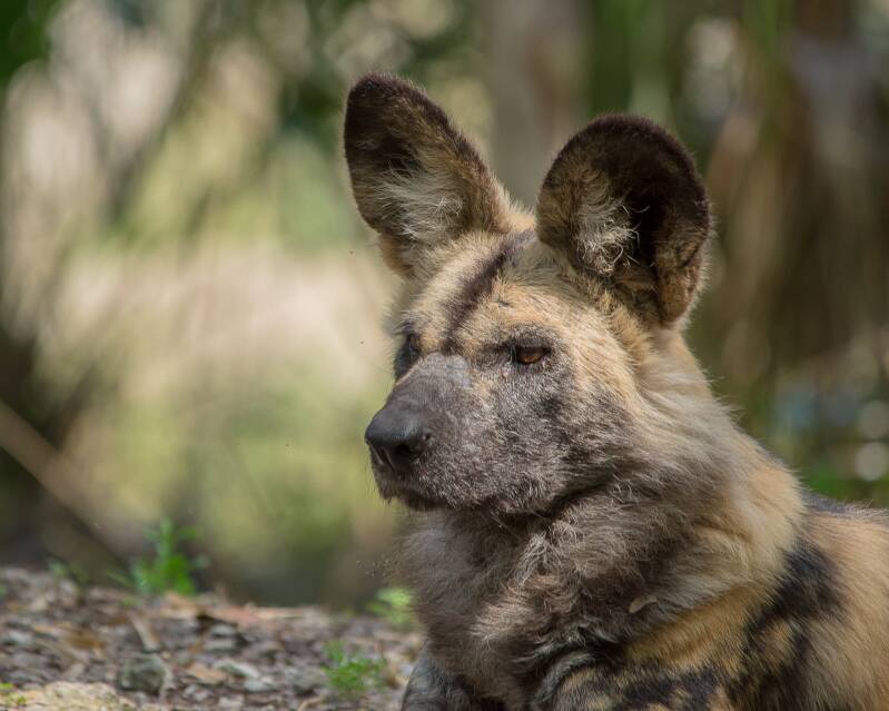 African Painted Dog (1)