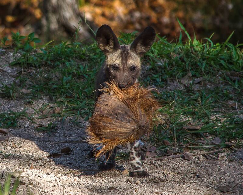 African Painted Dog (2)