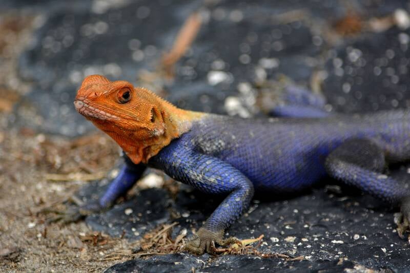 Peter's Rock Agama (2)