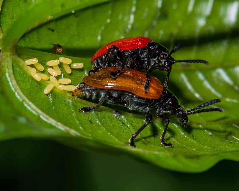 L. cheni Air Potato Leaf Beetle (1)