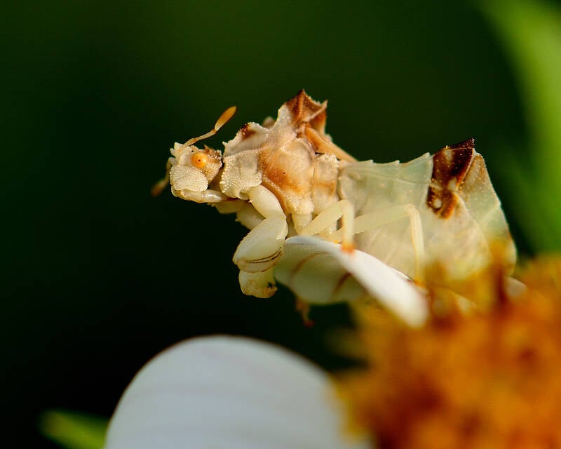 Jagged Ambush Bug (3)