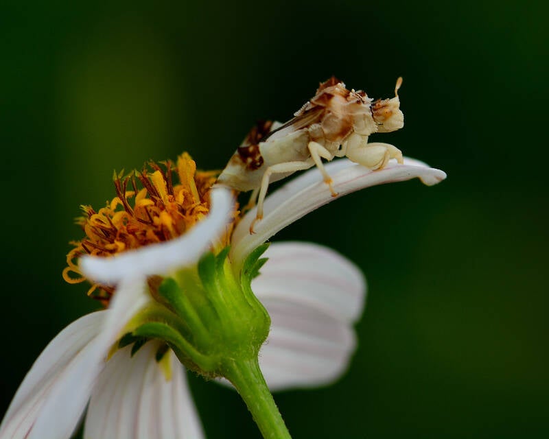Jagged Ambush Bug (4)