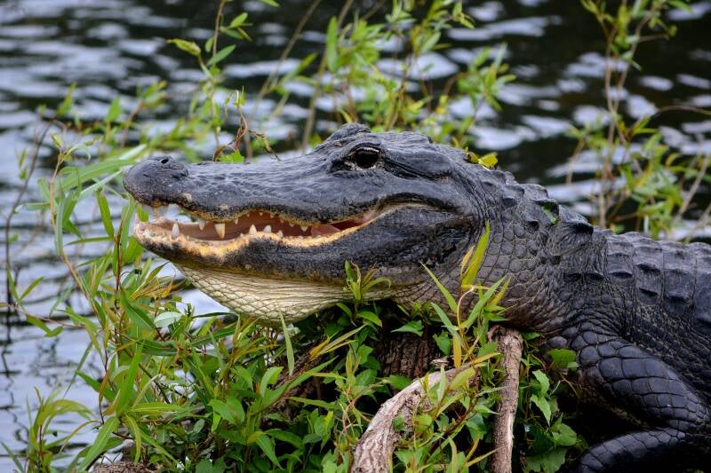American Alligator (8)