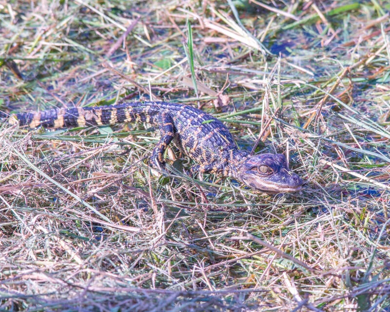 American Alligator (6)