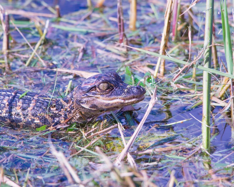 American Alligator (7)