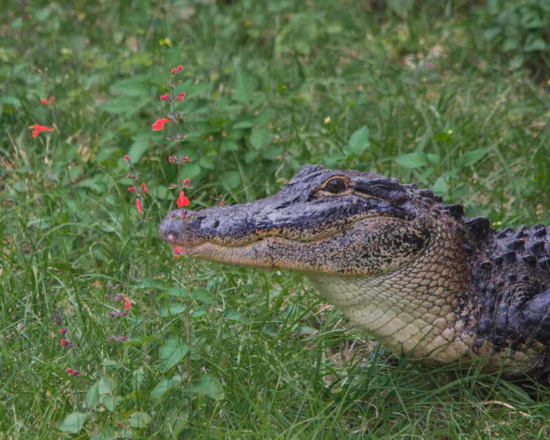 American Alligator (5)