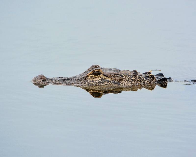 American Alligator (4)