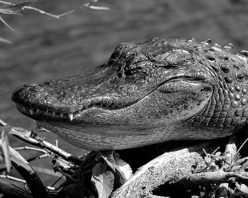 American Alligator (2)