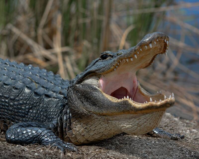 American Alligator (1)