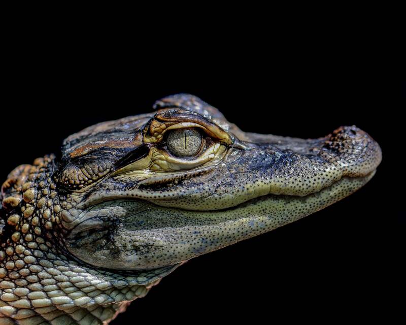 American Alligator (3)