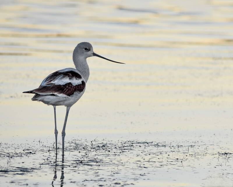 American Avocet (1)