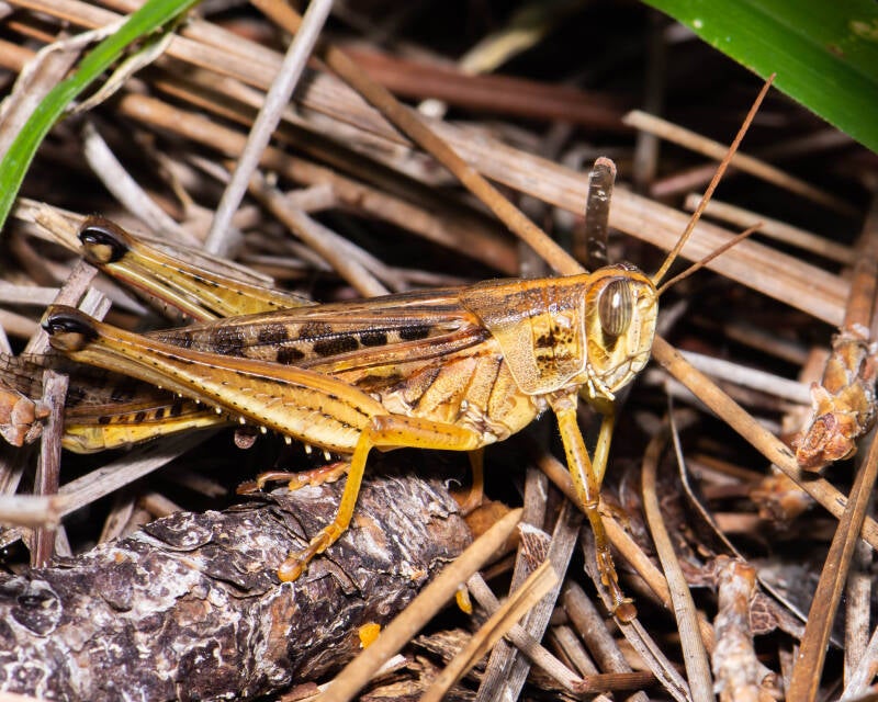 American Bird Grasshopper (2)