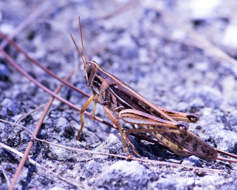 American Bird Grasshopper (3)