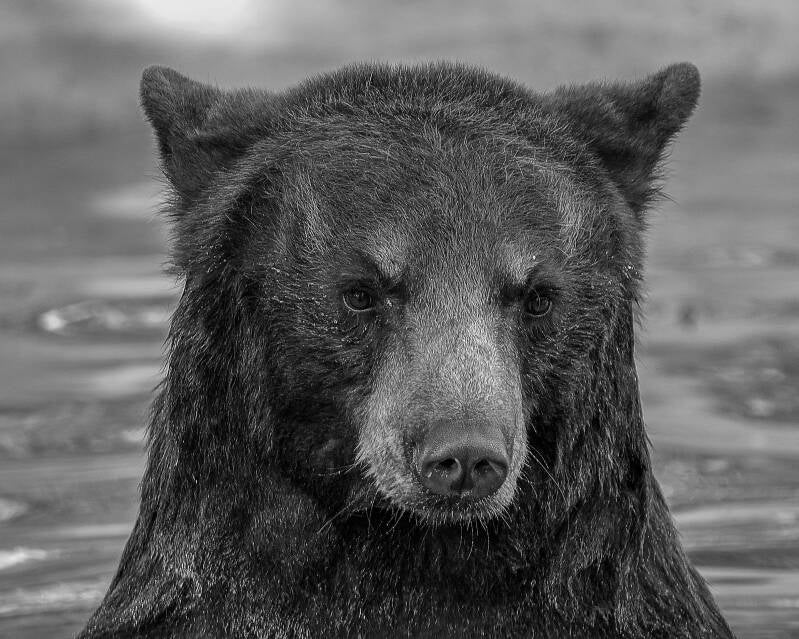 American Black Bear (1)