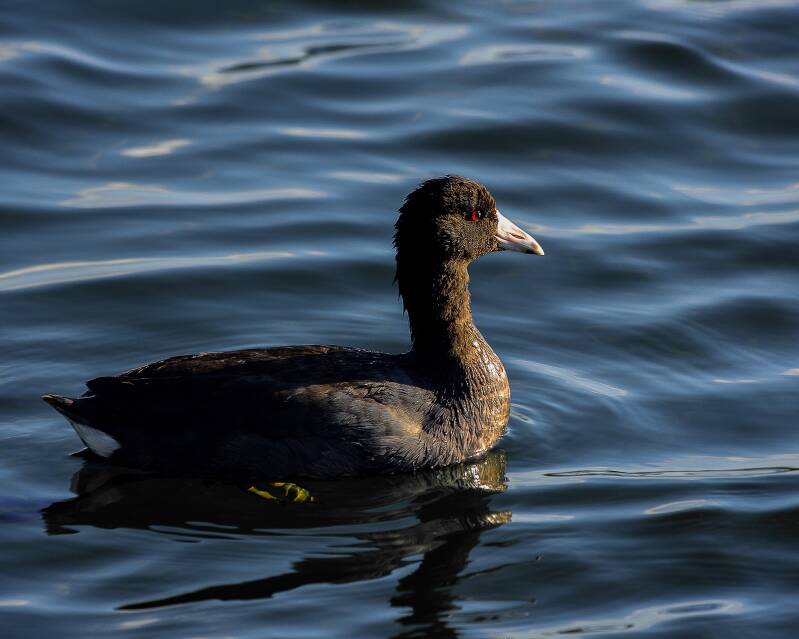 American Coot (1)