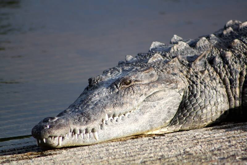American Crocodile (5)