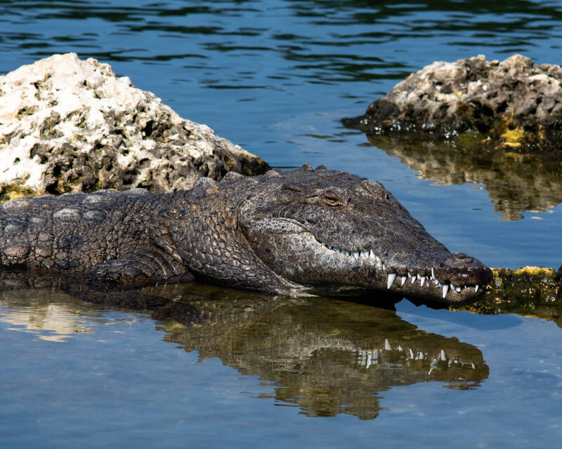 American Crocodile (1)