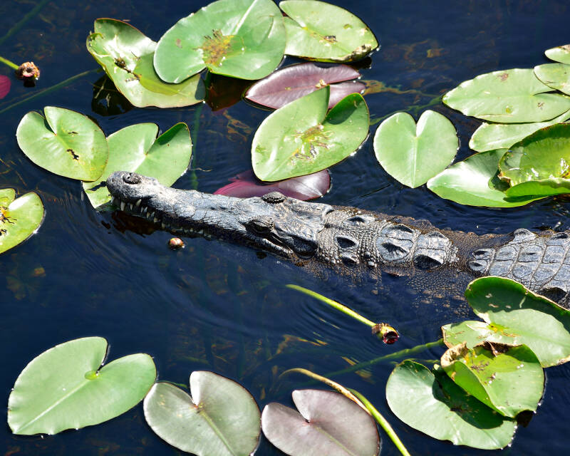 American Crocodile (3)