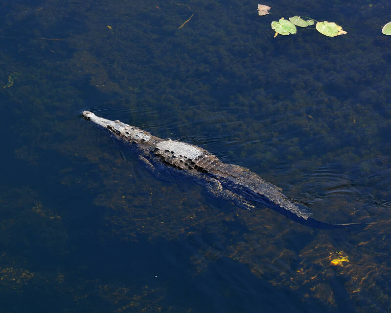 American Crocodile (4)